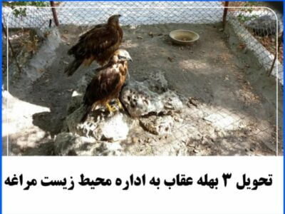 تحویل ۳ بهله عقاب به اداره محیط زیست مراغه