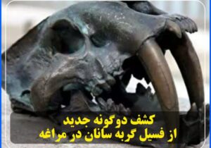 💢کشف دوگونه جدید از فسیل گربه سانان در مراغه