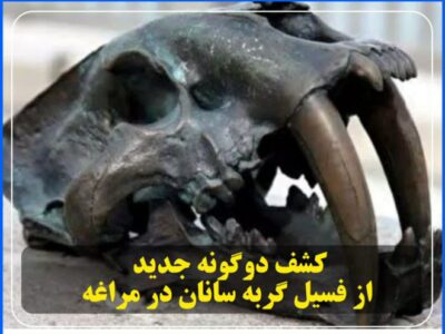 💢کشف دوگونه جدید از فسیل گربه سانان در مراغه