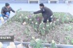 کاشت ۱۵ هزار گلدان برای استقبال از سال نو در مراغه
