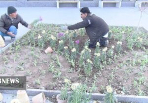 کاشت ۱۵ هزار گلدان برای استقبال از سال نو در مراغه