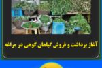 آغاز برداشت و فروش گیاهان کوهی در مراغه