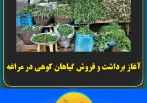 آغاز برداشت و فروش گیاهان کوهی در مراغه