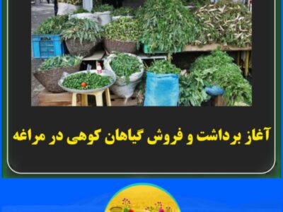 آغاز برداشت و فروش گیاهان کوهی در مراغه
