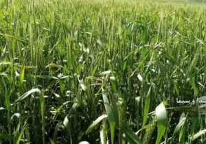 معرفی ۲۰ رقم جدید از محصولات دیم در دولت سیزدهم