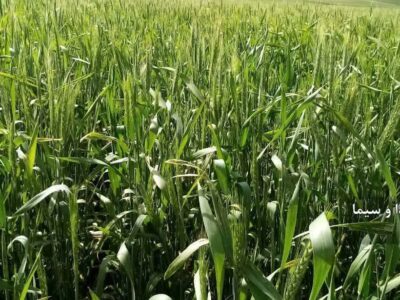 معرفی ۲۰ رقم جدید از محصولات دیم در دولت سیزدهم