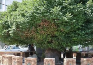 ادامه فعالیت های عمرانی شهرداری برای حفاظت از درخت نارون کهنسال مراغه