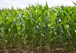 ضرورت حمایت بانک‌ها از طرح جهش تولید در دیمزار‌ها