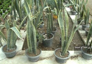 تولید ۱۰ هزار گلدان زینتی در دانشگاه آزاد اسلامی مراغه