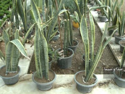 تولید ۱۰ هزار گلدان زینتی در دانشگاه آزاد اسلامی مراغه