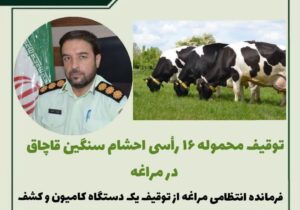 🔴 توقیف محموله ۱۶ رأسی احشام سنگین قاچاق در مراغه