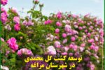 توسعه کشت گل محمدی در شهرستان مراغه
