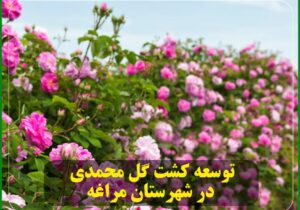 توسعه کشت گل محمدی در شهرستان مراغه