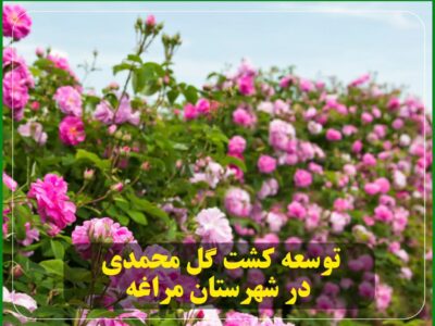 توسعه کشت گل محمدی در شهرستان مراغه