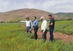 پیش بینی تولید ۳۰ هزار تن نخود در آذربایجان شرقی