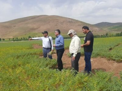پیش بینی تولید ۳۰ هزار تن نخود در آذربایجان شرقی