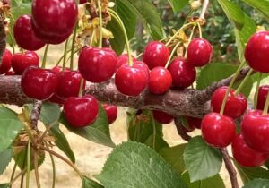 رکورد شکنی باغدار مراغه‌ای در تولید گیلاس