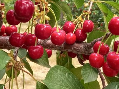 رکورد شکنی باغدار مراغه‌ای در تولید گیلاس