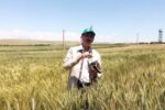 هشت رقم گندم و جو در موسسه تحقیقات کشاورزی دیم کشور رونمایی شد