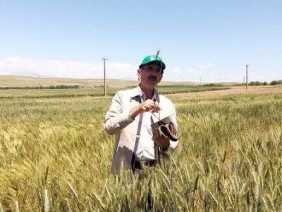 هشت رقم گندم و جو در موسسه تحقیقات کشاورزی دیم کشور رونمایی شد