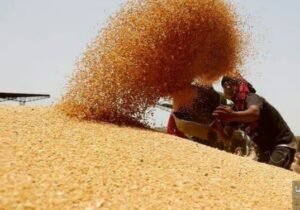 خرید چهار هزار تن گندم مازاد در مراغه