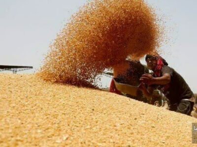 خرید چهار هزار تن گندم مازاد در مراغه