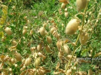 پیش بینی تولید ۲ هزار و ۱۴۰ تن نخود در مراغه