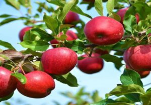 پیش بینی برداشت ۲۷۰ هزار تن سیب درختی در مراغه