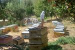 آغاز طرح سرشماری سالانه از کلنی‌های زنبور عسل در شهرستان مراغه