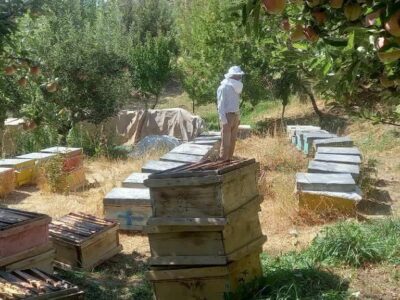 آغاز طرح سرشماری سالانه از کلنی‌های زنبور عسل در شهرستان مراغه