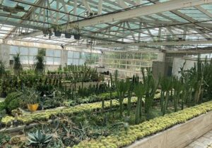 تولید نهال مقاوم به سرما در دانشگاه آزاد مراغه