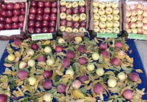 برگزاری جشنواره سیب و عسل در مراغه