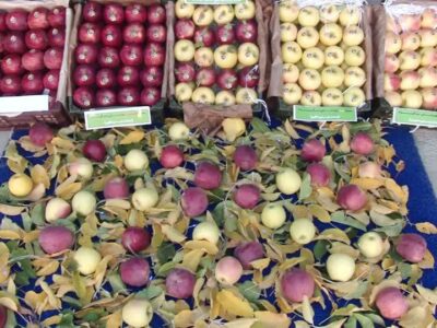 برگزاری جشنواره سیب و عسل در مراغه