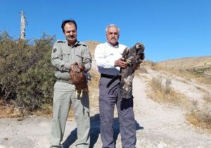 رهاسازی ۲ بهله عقاب در مراغه