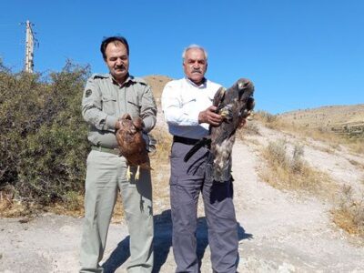 رهاسازی ۲ بهله عقاب در مراغه