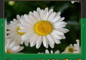 کاشت ۱۲۰ هزار گلدان گل‌های پاییزی در مراغه