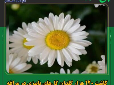 کاشت ۱۲۰ هزار گلدان گل‌های پاییزی در مراغه