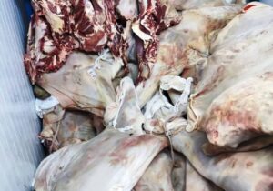 ۲ تن گوشت تاریخ گذشته در مراغه کشف و ضبط شد
