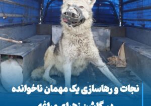 نجات و رهاسازی یک مهمان ناخوانده در گلشن زهرای مراغه