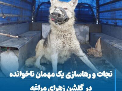 نجات و رهاسازی یک مهمان ناخوانده در گلشن زهرای مراغه