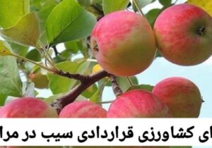 اجرای کشاورزی قراردادی سیب در مراغه