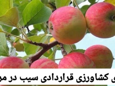 اجرای کشاورزی قراردادی سیب در مراغه