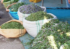 آغاز برداشت و فروش گیاهان کوهی در مراغه