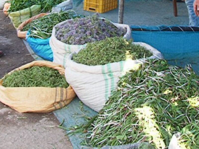 آغاز برداشت و فروش گیاهان کوهی در مراغه