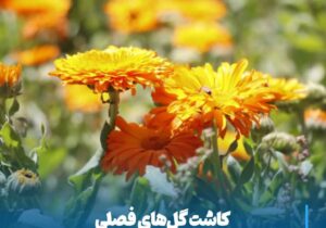 💠 کاشت گل‌های فصلی در میادین و فضاهای سبز شهری آغاز شد