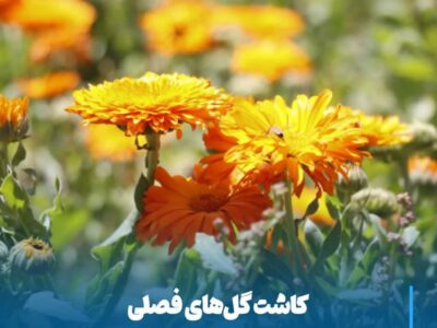 💠 کاشت گل‌های فصلی در میادین و فضاهای سبز شهری آغاز شد