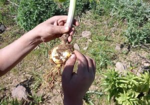 با تخریب کنندگان منابع طبیعی مراغه برخورد می شود