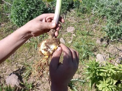 با تخریب کنندگان منابع طبیعی مراغه برخورد می شود