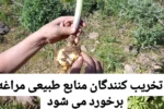 با تخریب کنندگان منابع طبیعی مراغه برخورد می شود