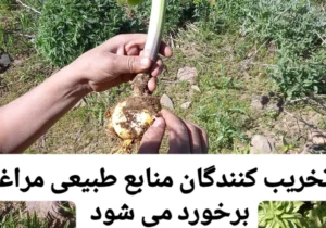 با تخریب کنندگان منابع طبیعی مراغه برخورد می شود